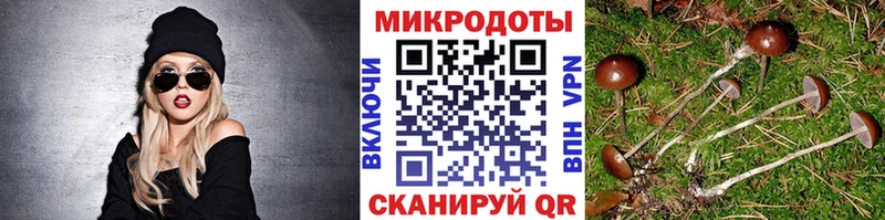 Псилоцибиновые грибы Psilocybine cubensis  Ипатово 
